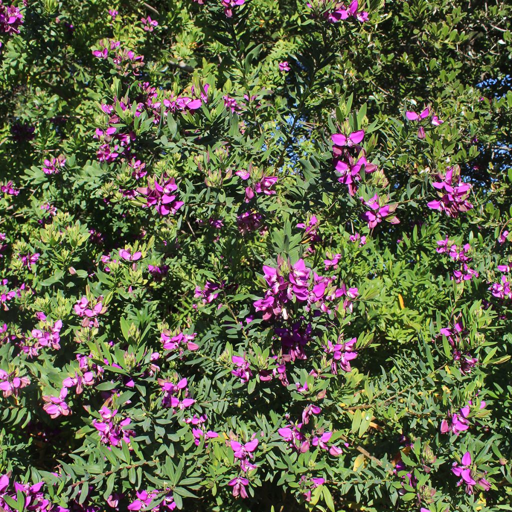 Polygala myrtifolia