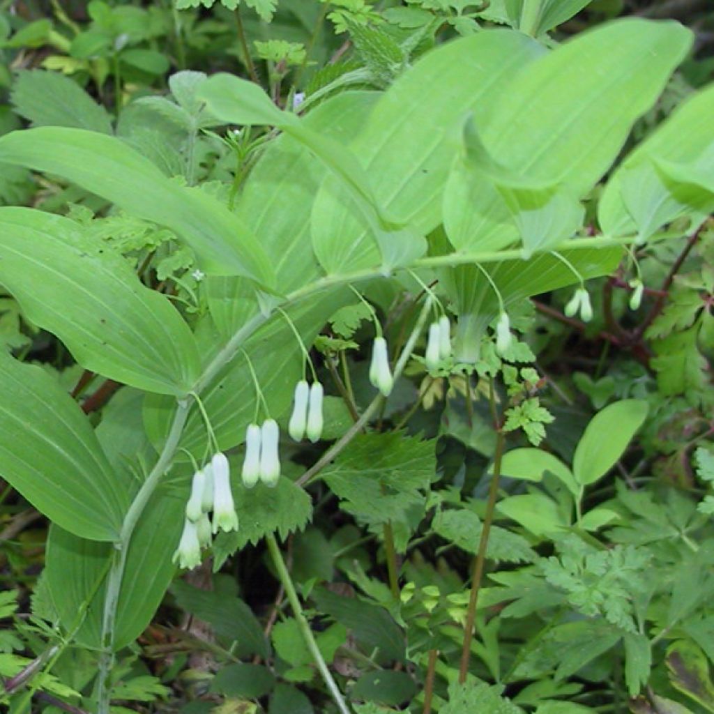 Polygonatum multiflorum - Sigillo di Salomone maggiore