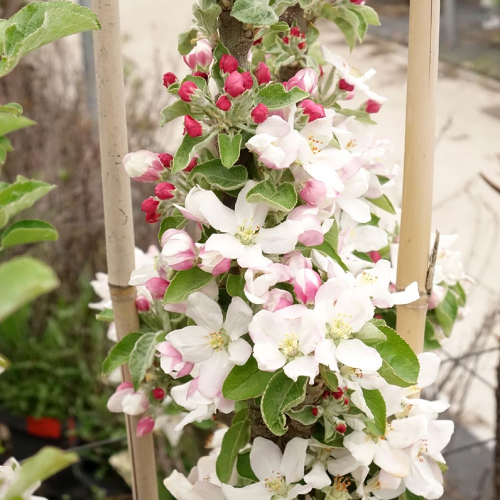 Melo colonnare Rhapsodiecov