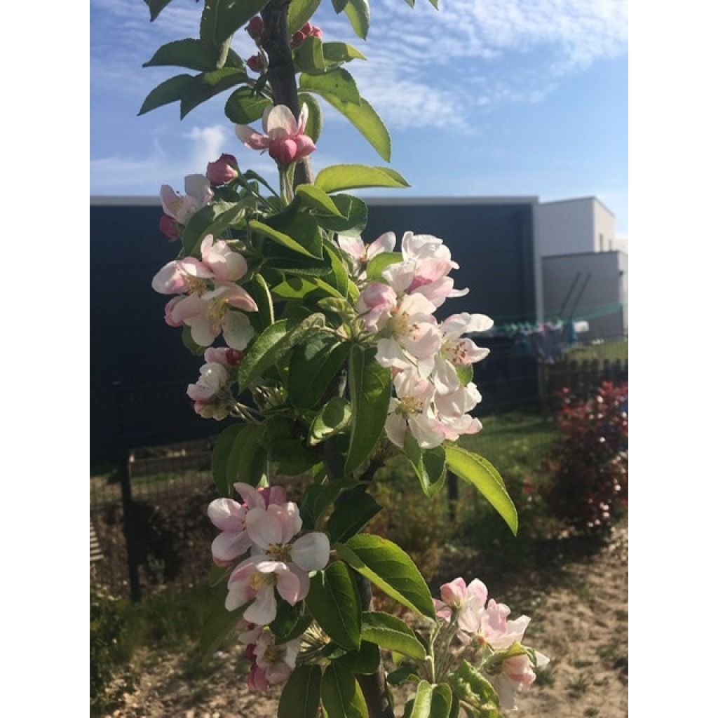 Malus Golden Hornet - Melo da fiore