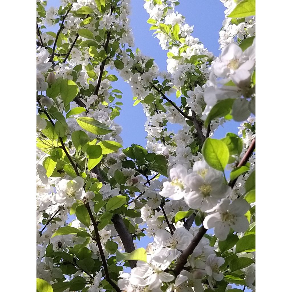 Malus Evereste 'Perpetu' - Melo da fiore