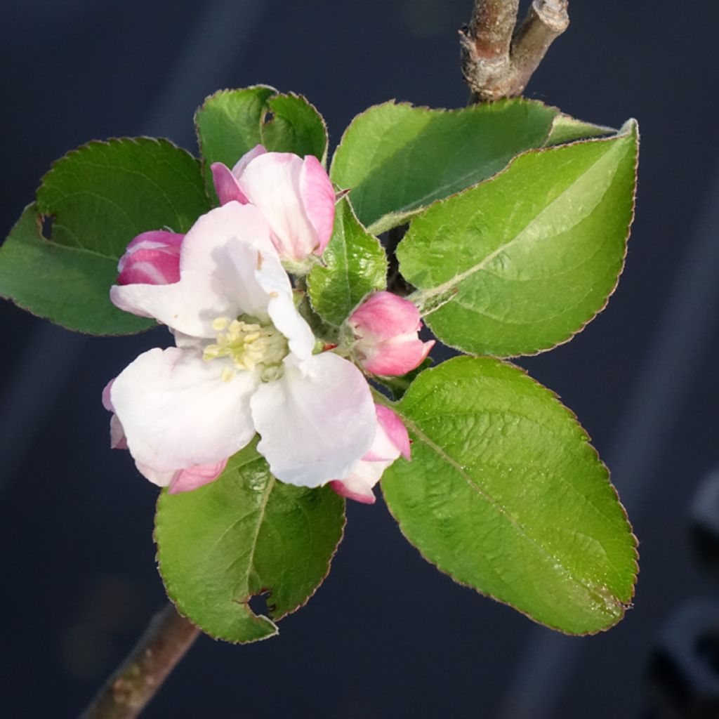 Melo Renetta bianca du Canada