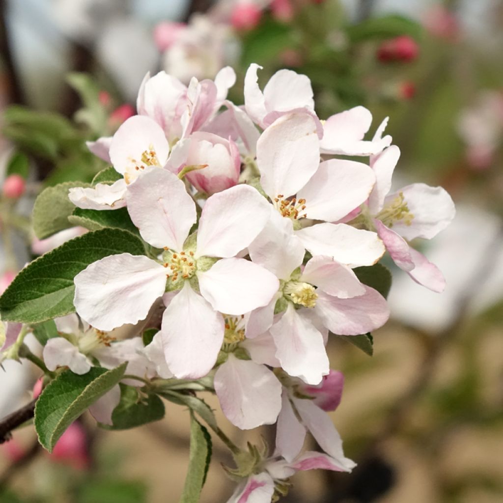 Melo Reinette de Caux