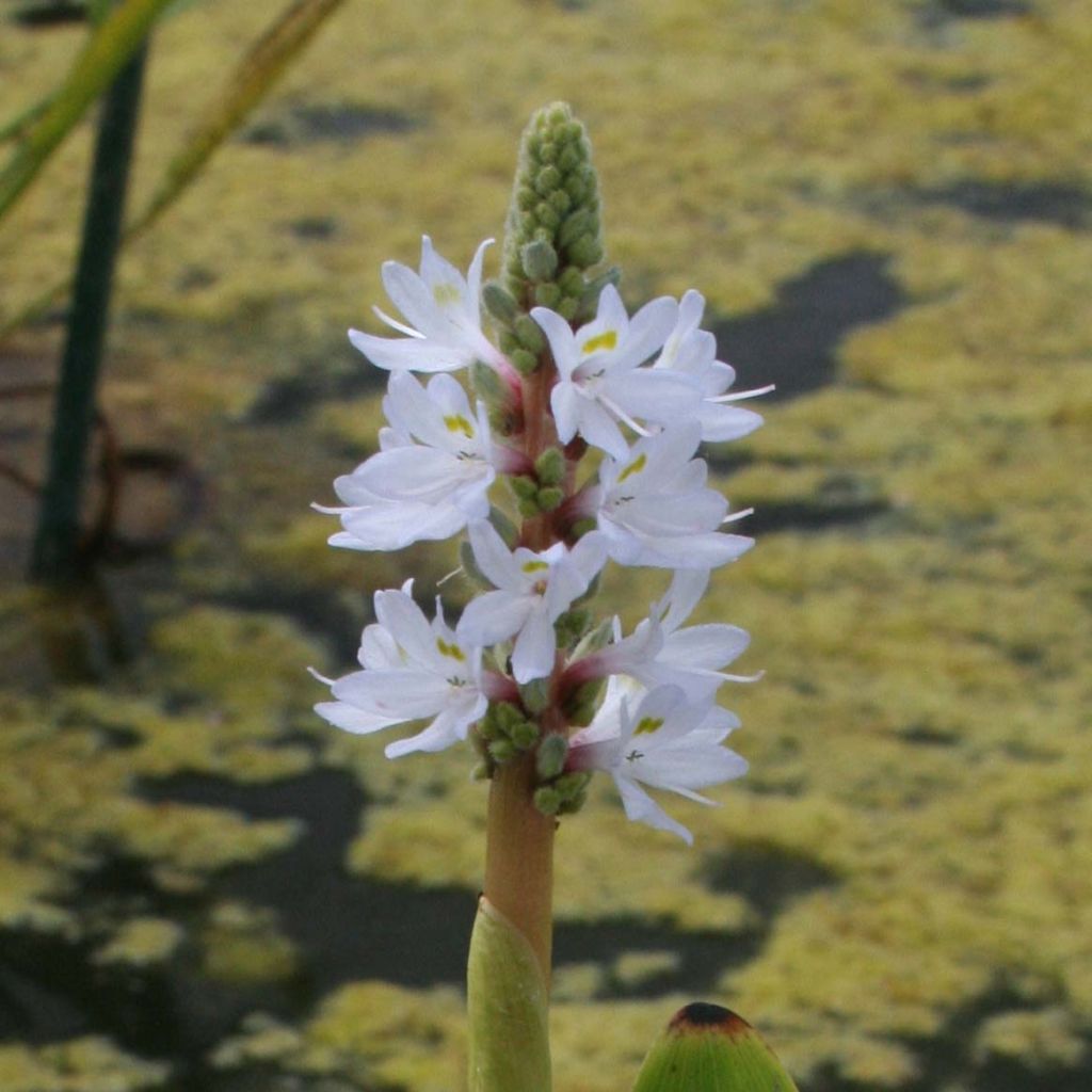 Pontederia cordata White Pike