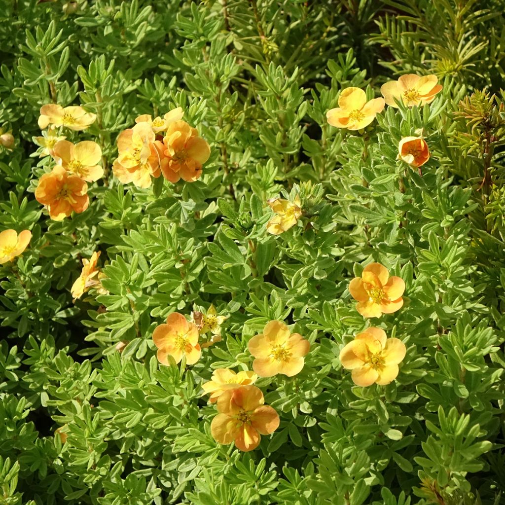 Potentilla fruticosa Marmalade