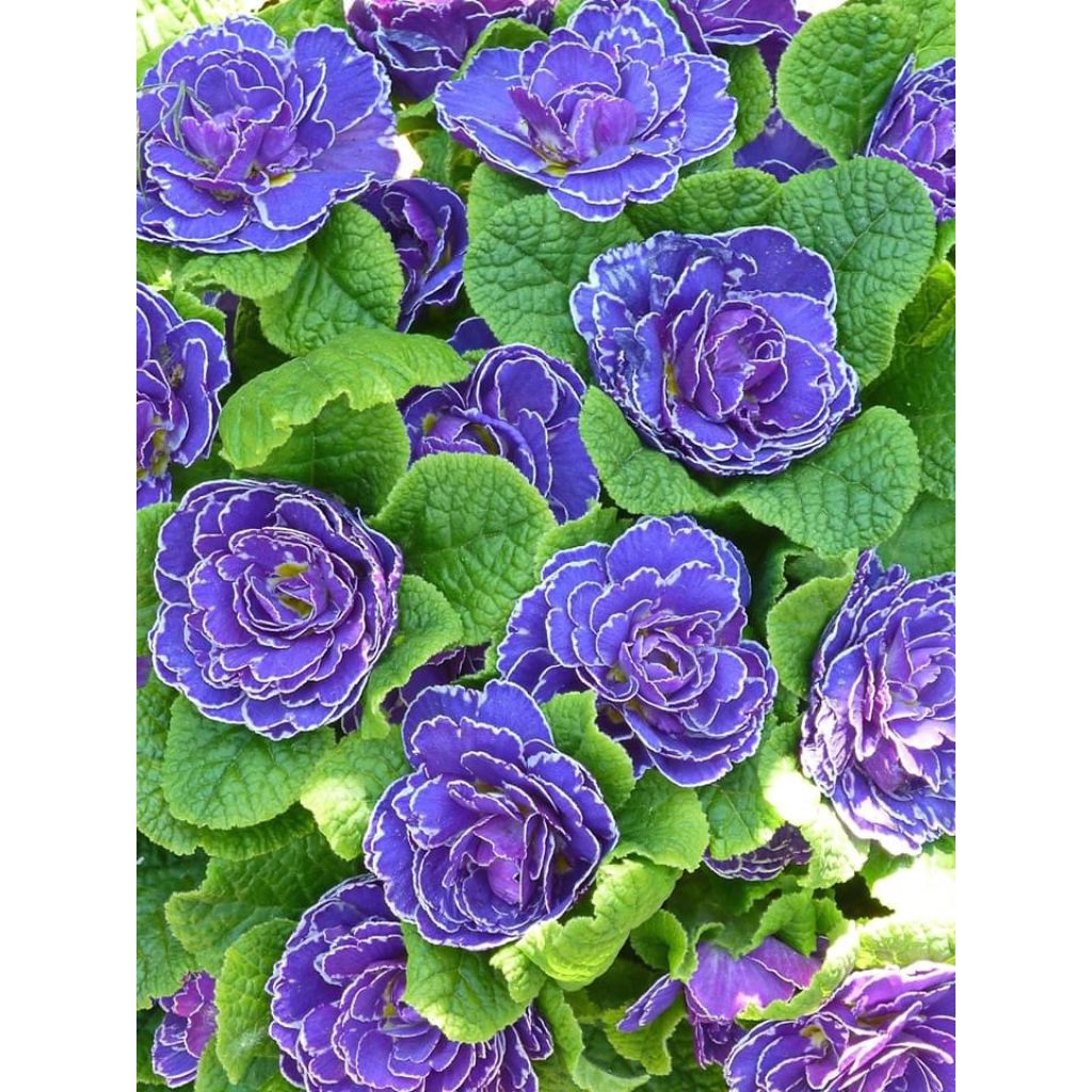 Primula Belarina Amethyst Ice