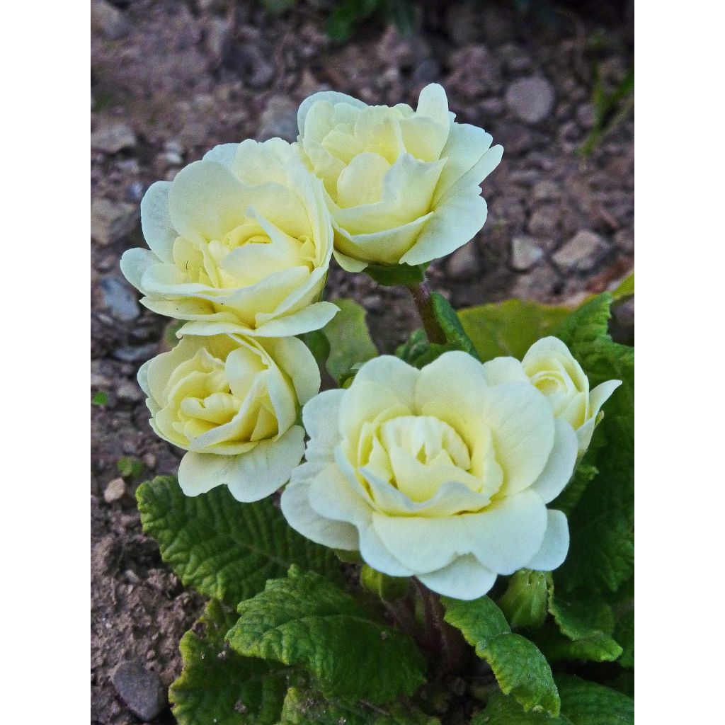 Primula Belarina Cream