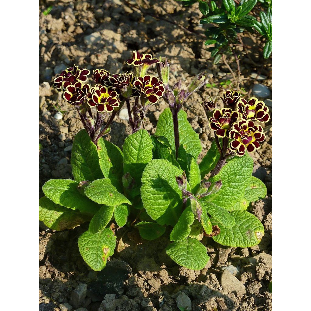 Primula Elizabeth Killelay