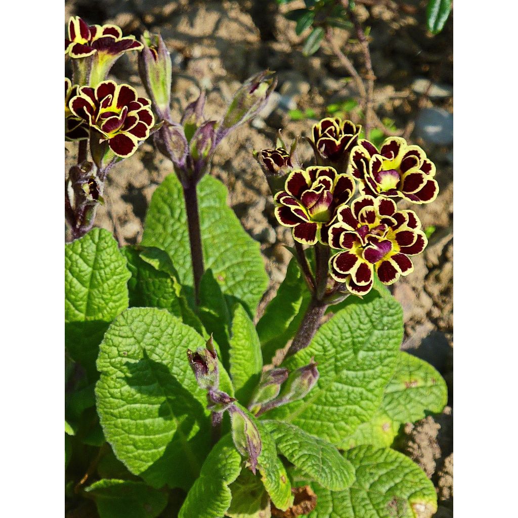 Primula Elizabeth Killelay