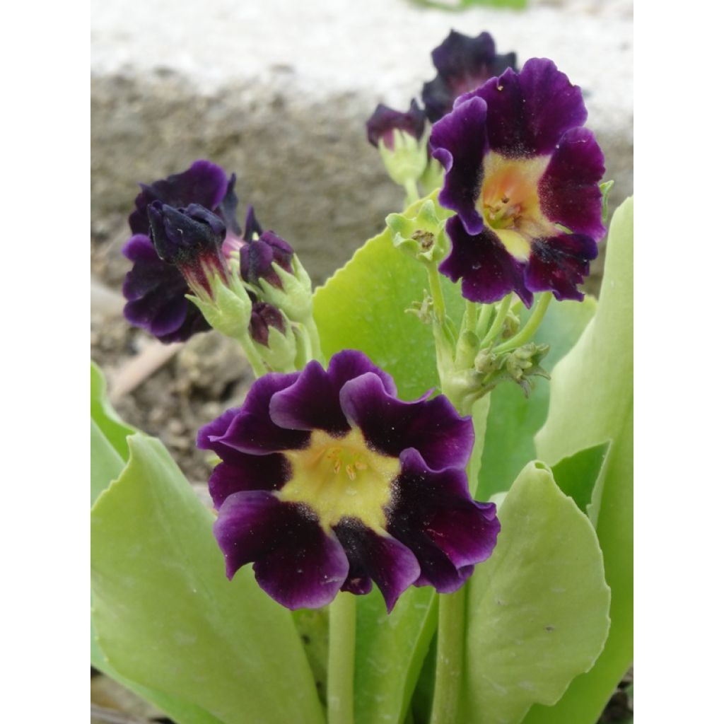 Primula pubescens Mix