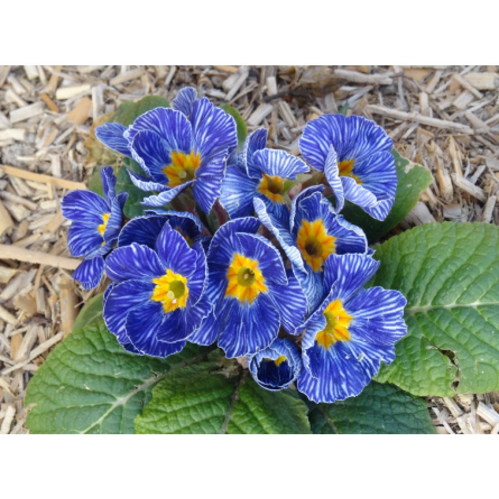 Primula polyantha Tie Dye