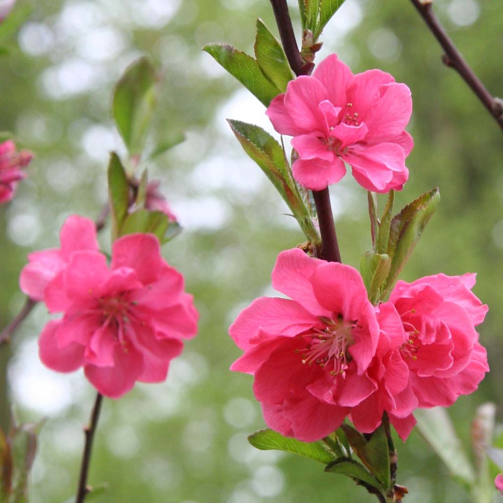 Prunus persica Taoflora Pink - Pesco da fiore