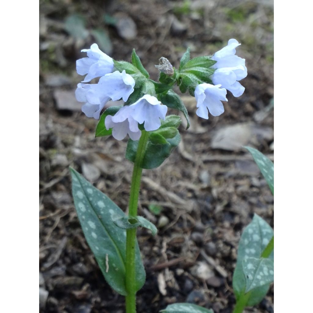 Pulmonaria Opal