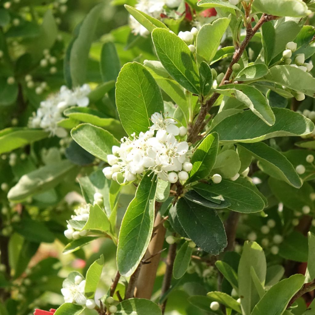 Pyracantha SAPHYR Rouge
