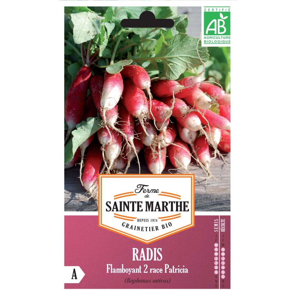 Ravanello Flamboyant 2 Race Patricia