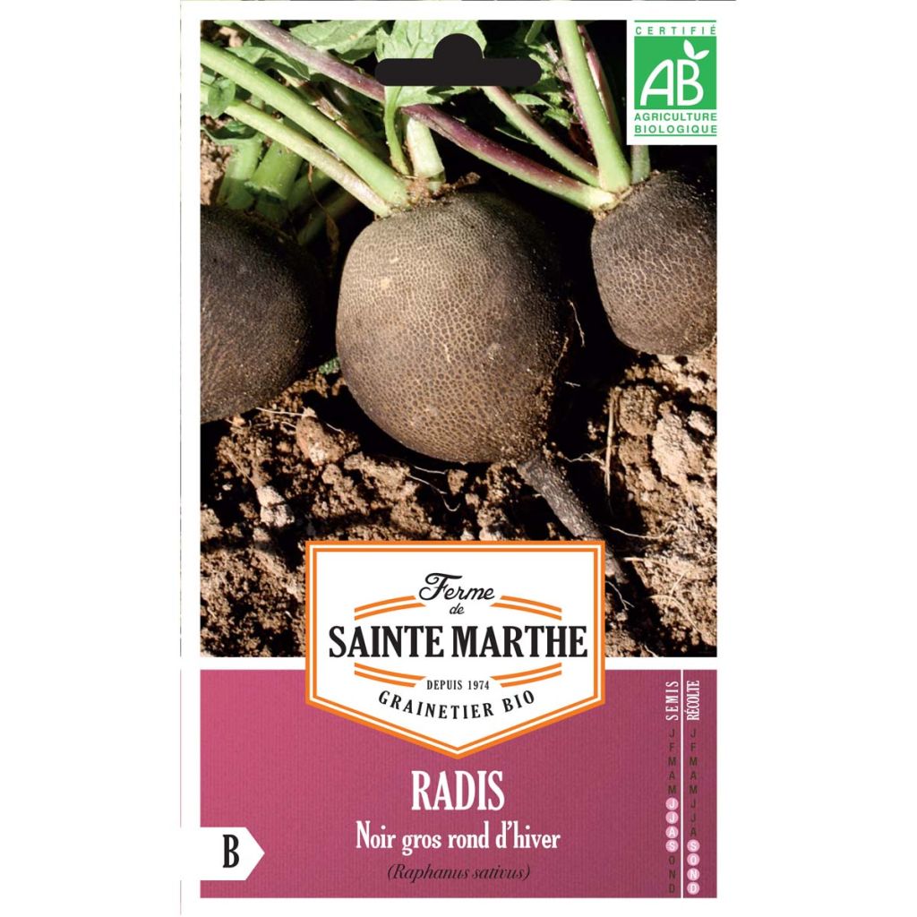 Ravanello Nero rapa tonda d'inverno Bio - Ferme de Sainte Marthe