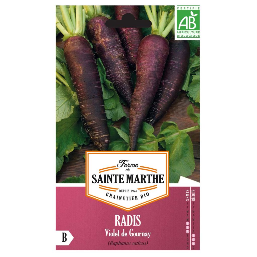 Ravanello Viola de Gournay Bio - Ferme de Sainte Marthe