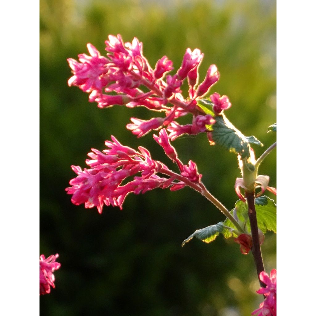 Ribes sanguineum - Ribes sanguigno