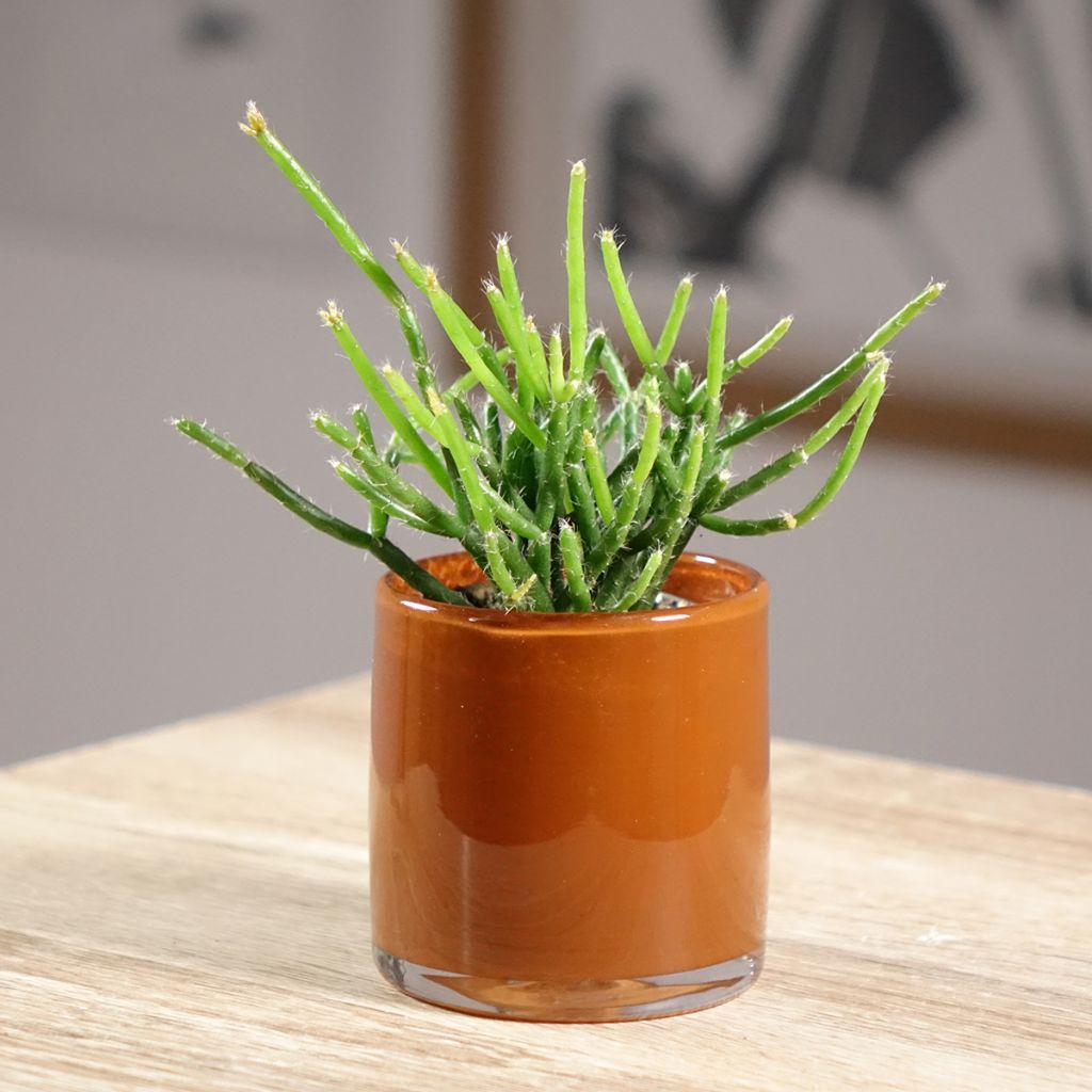 Rhipsalis burchellii - Cactus