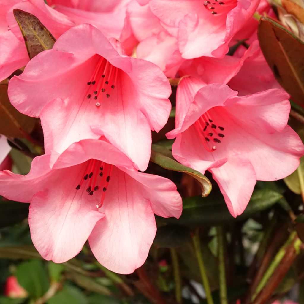 Rhododendron Winsome
