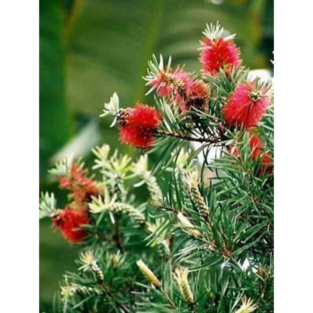 Callistemon rigidus - Pianta scovolino