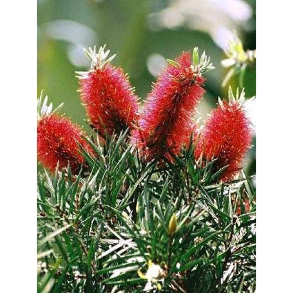 Callistemon rigidus - Pianta scovolino