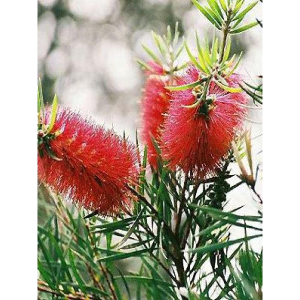 Callistemon rigidus - Pianta scovolino