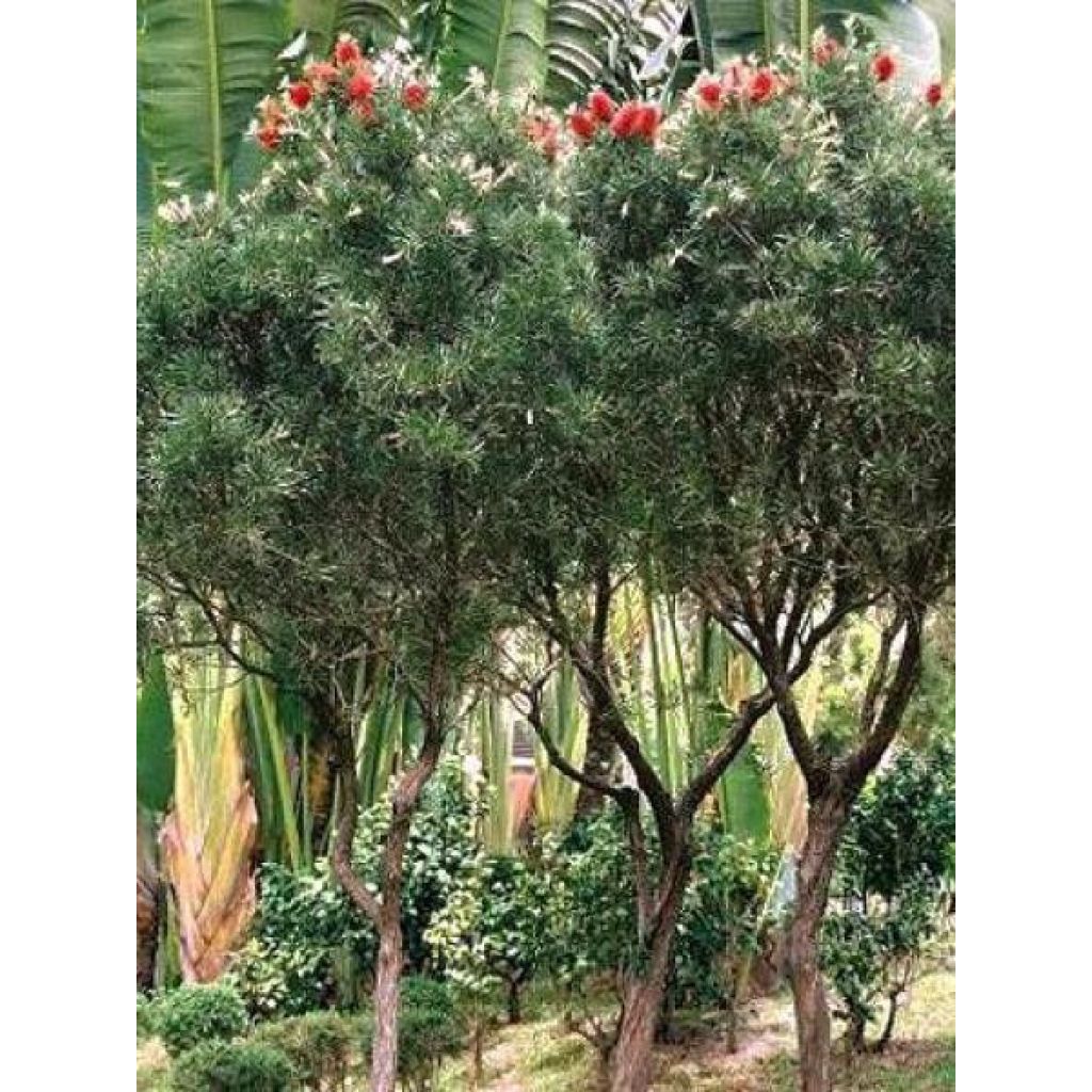 Callistemon rigidus - Pianta scovolino