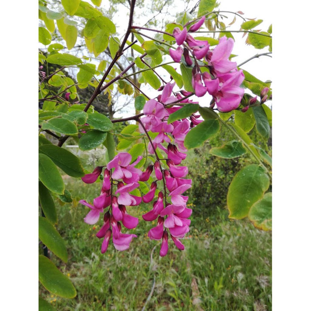 Robinia pseudoacacia Casque Rouge - Robinia a fiore rosse