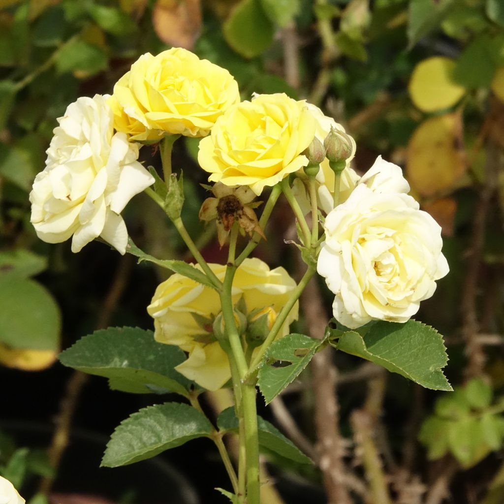 Rosa polyantha Golden Border