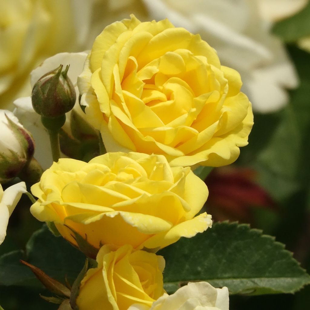 Rosa polyantha Golden Border