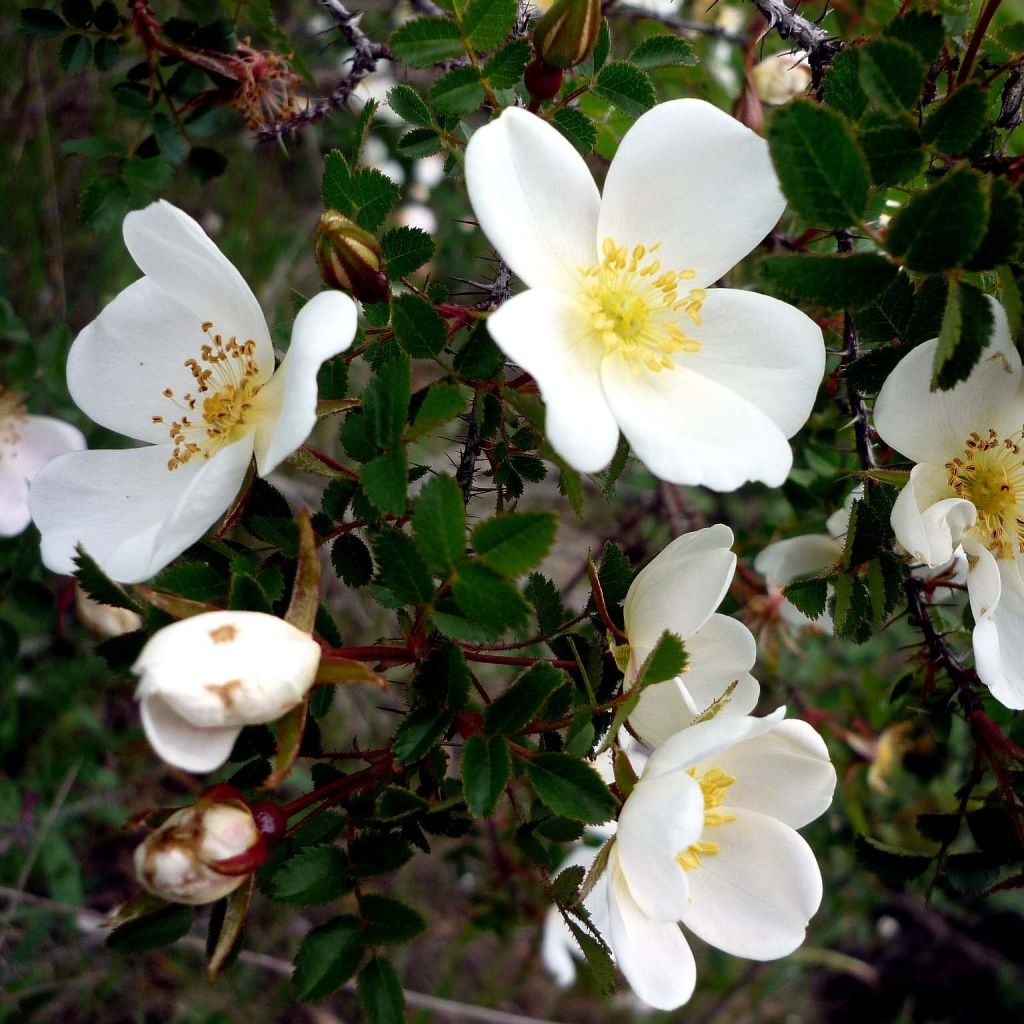 Rosa pimpinellifolia - Rosa botanico