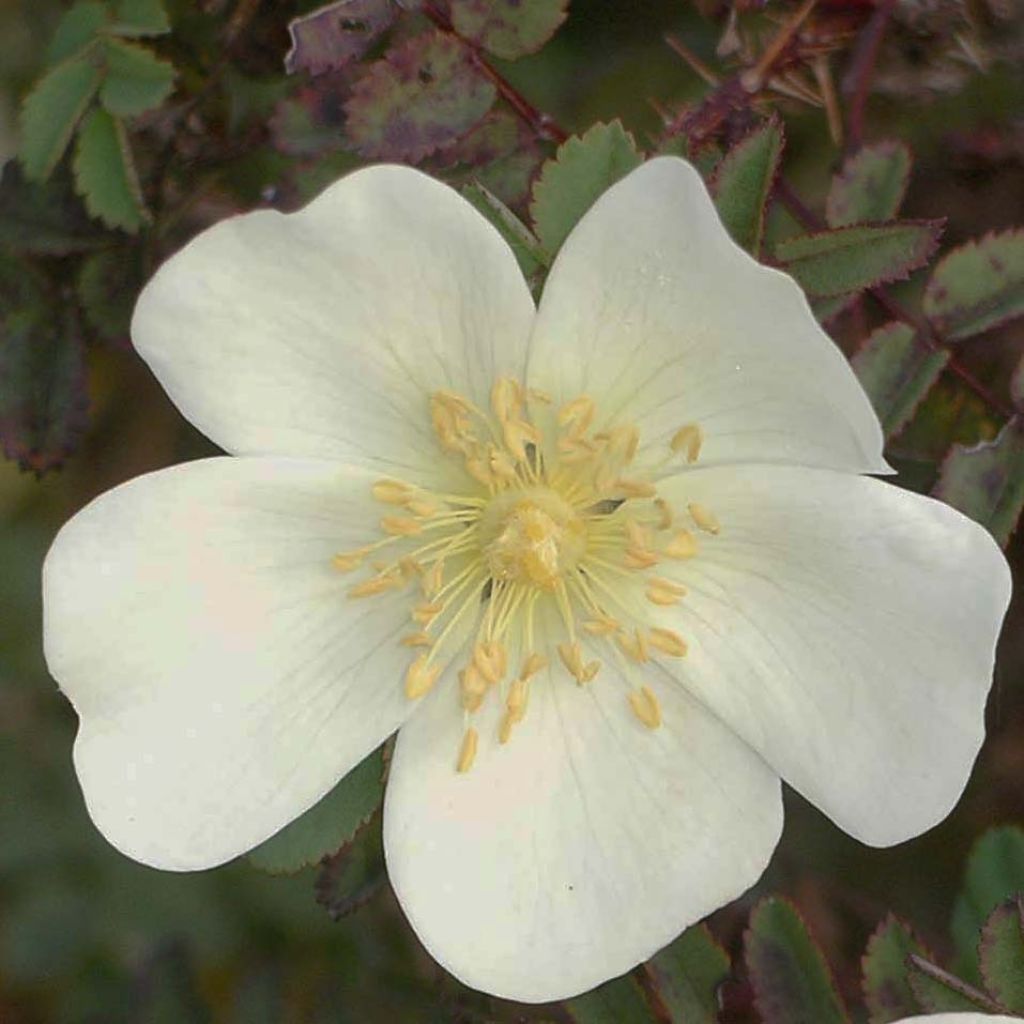 Rosa pimpinellifolia - Rosa botanico