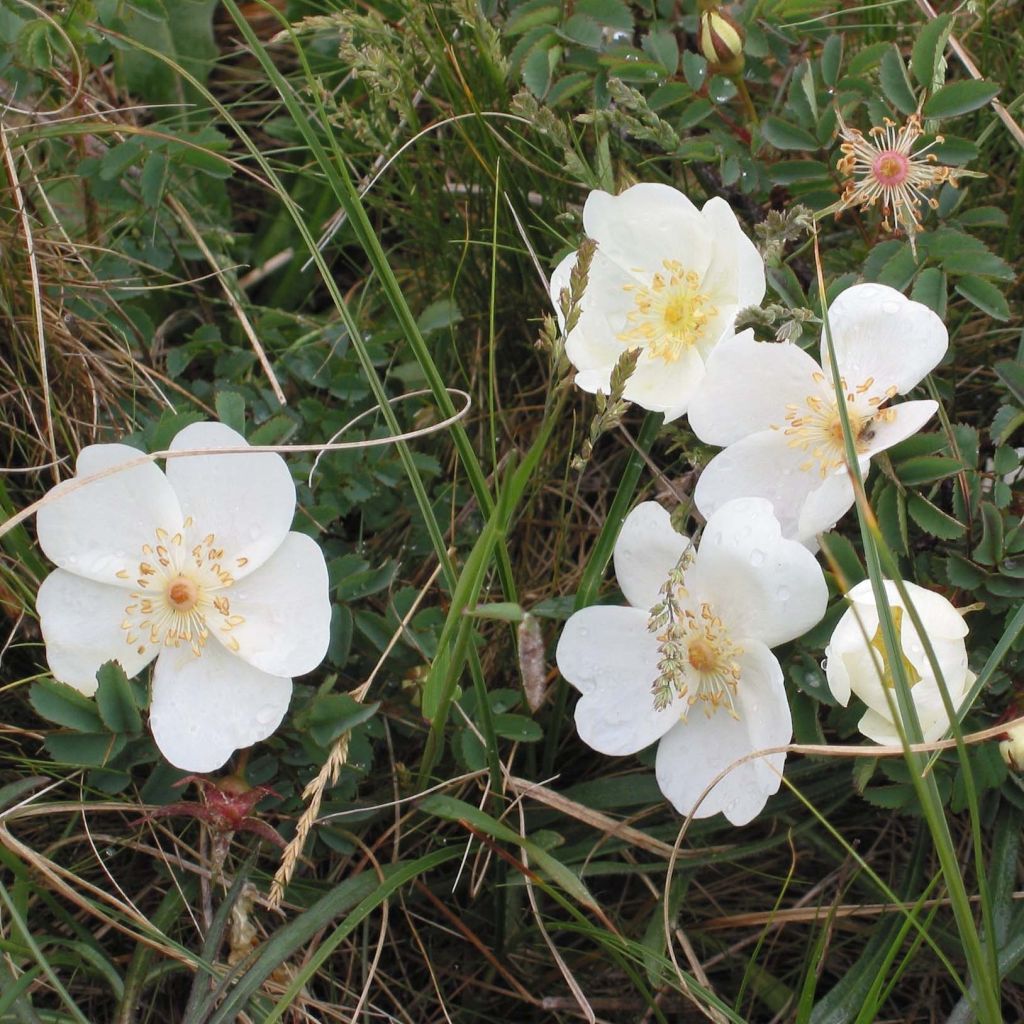 Rosa pimpinellifolia - Rosa botanico