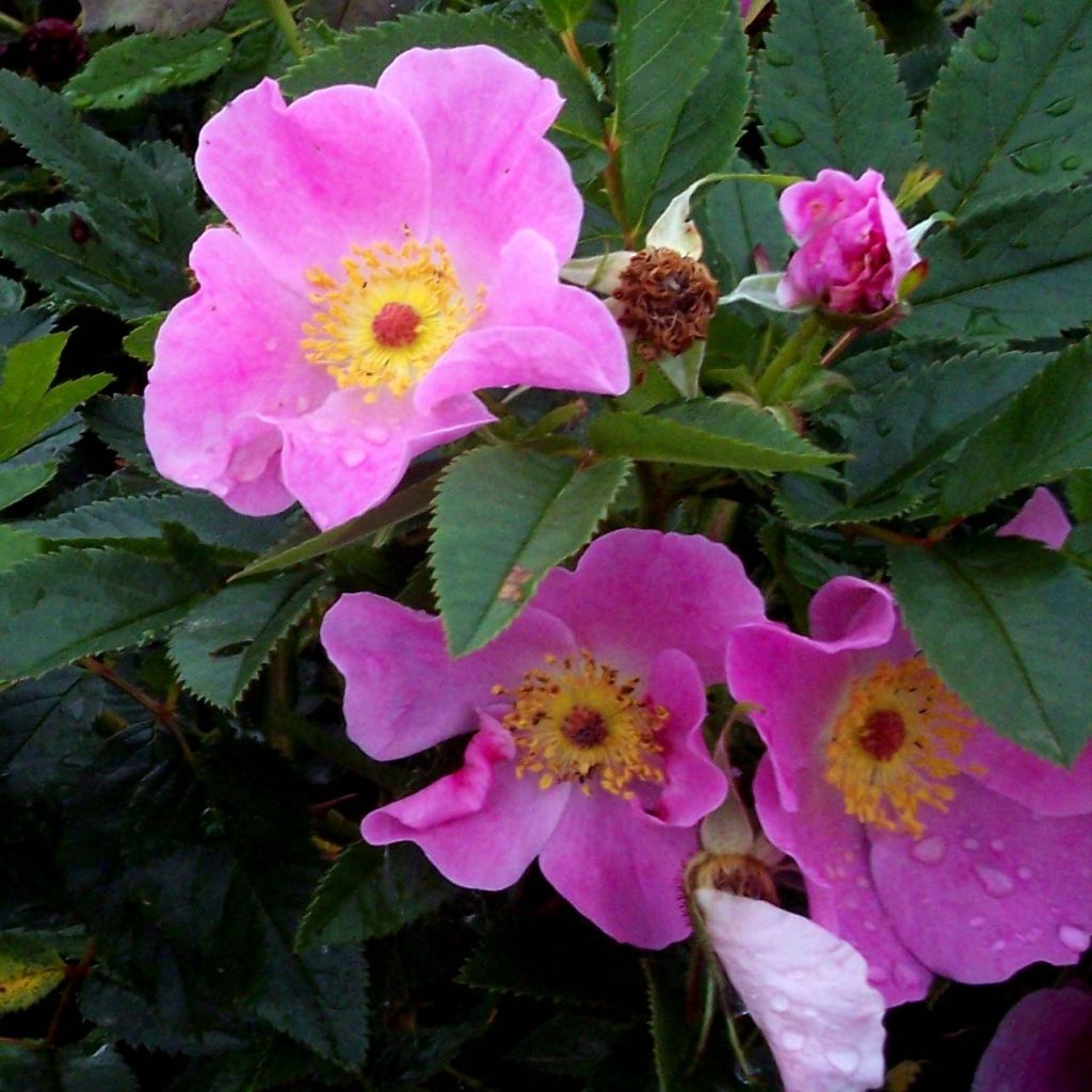 Rosa virginiana
