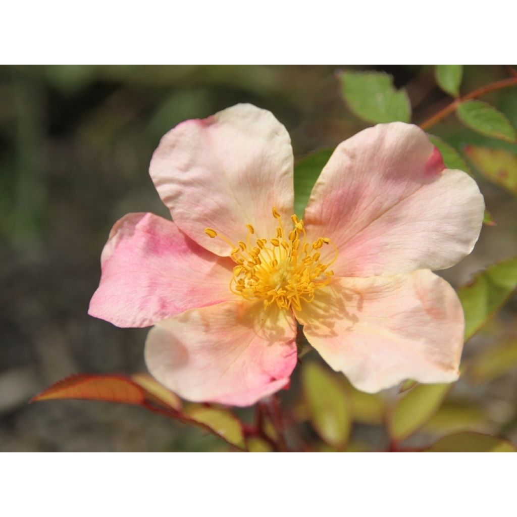 Rosa cinese Mutabilis