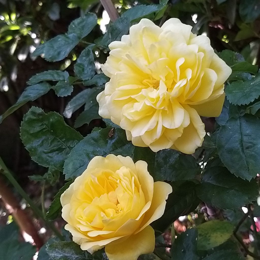 Rosa polyantha Anny Duperey