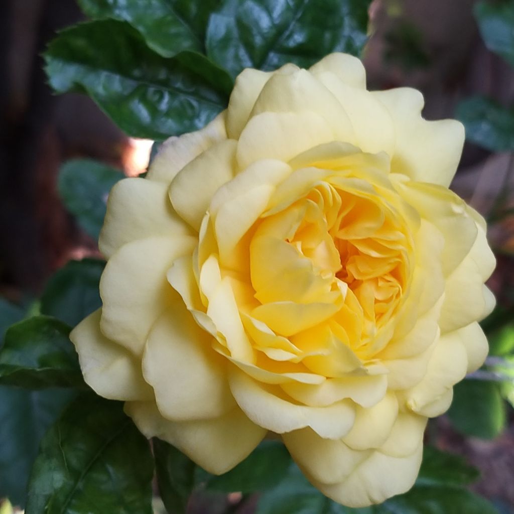 Rosa polyantha Anny Duperey