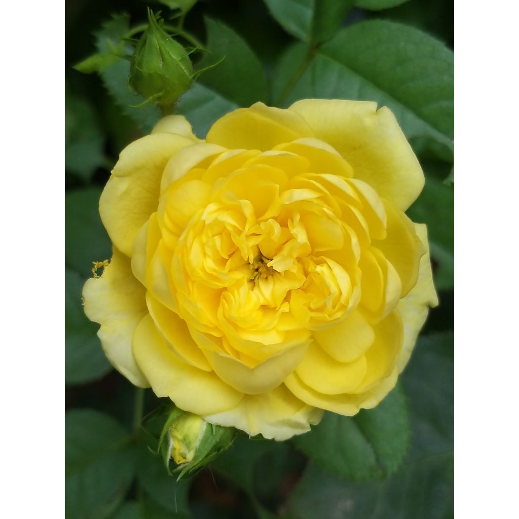 Rosa polyantha Anny Duperey