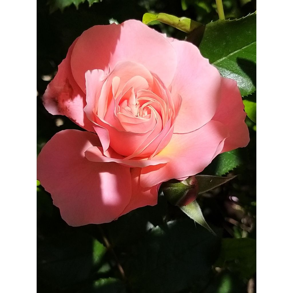 Rosa Floribunda Botticelli