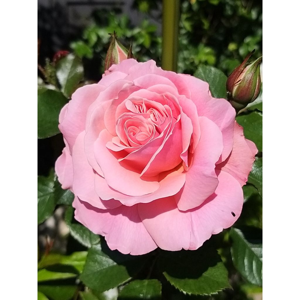 Rosa Floribunda Botticelli