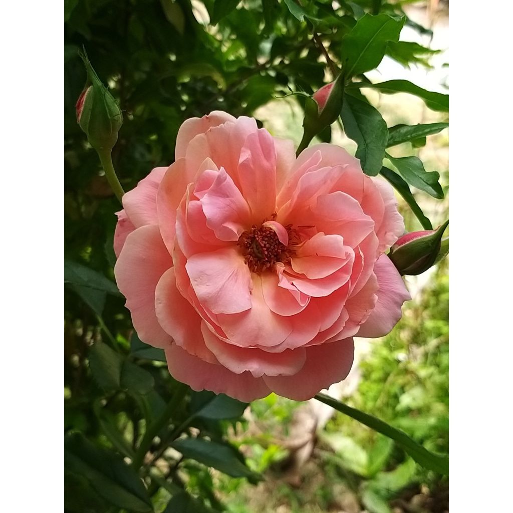 Rosa Floribunda Botticelli