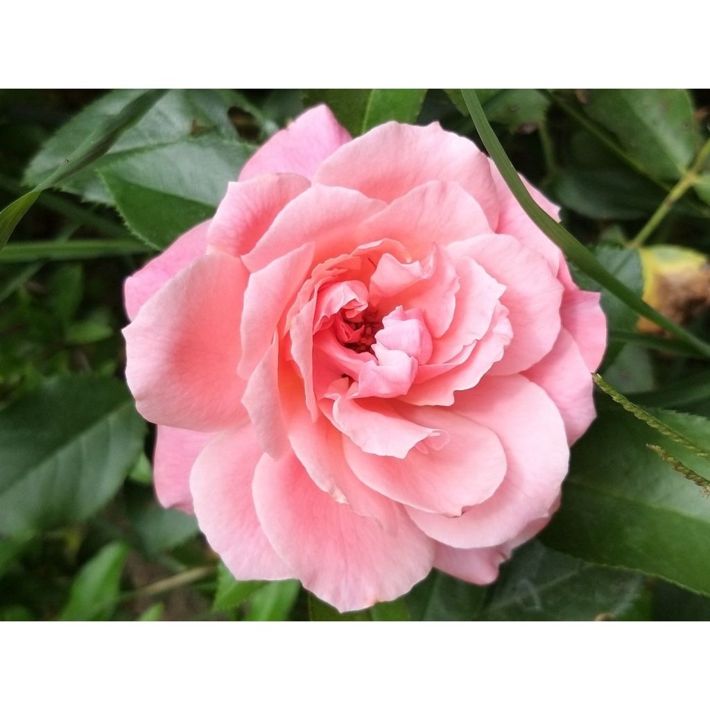 Rosa Floribunda Botticelli