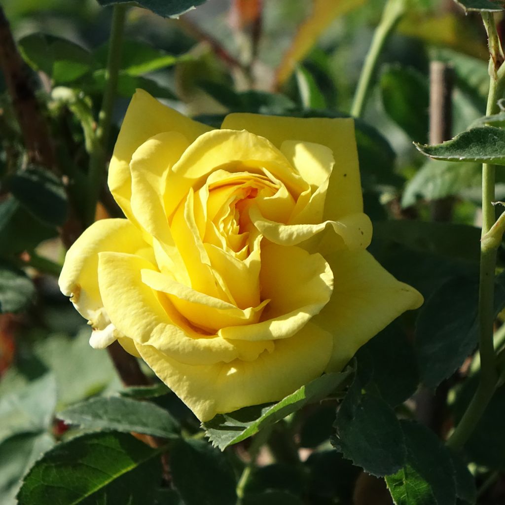 Rosa Floribunda Carte d'Or