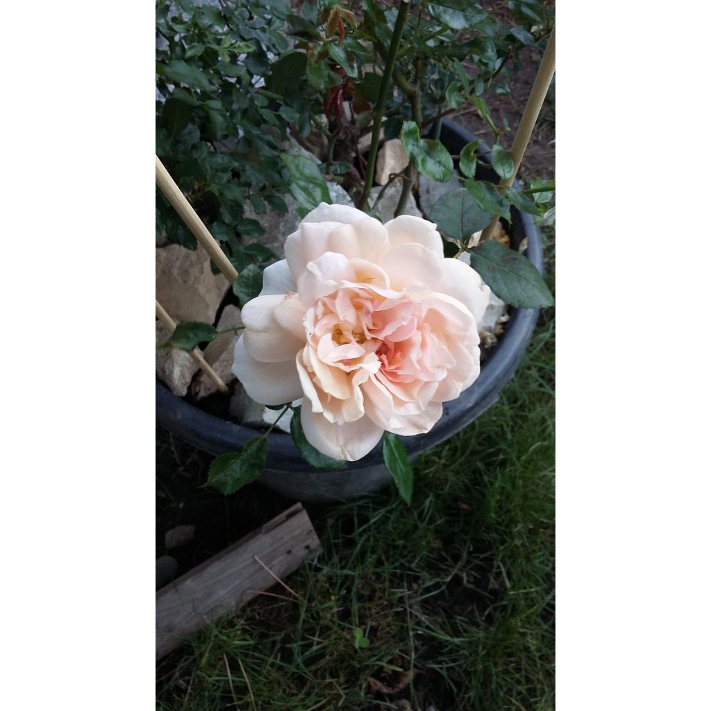 Rosa Floribunda Garden of Roses