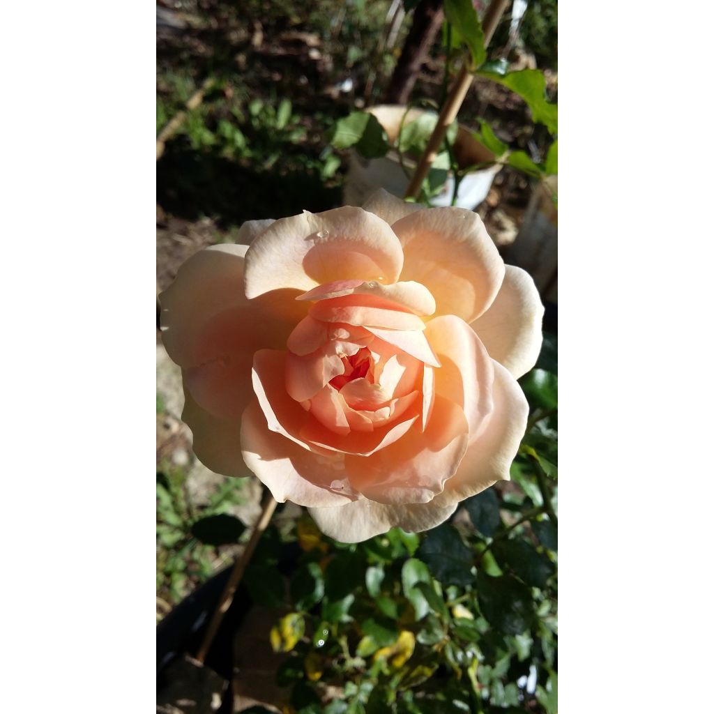 Rosa Floribunda Garden of Roses