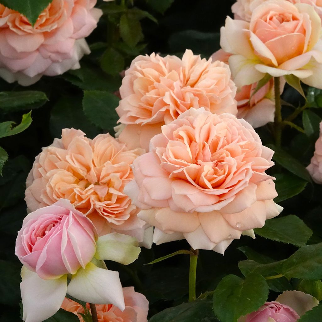 Rosa Floribunda Garden of Roses