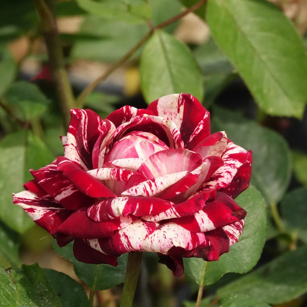 Rosa Floribunda Julio Iglesias Meistemon