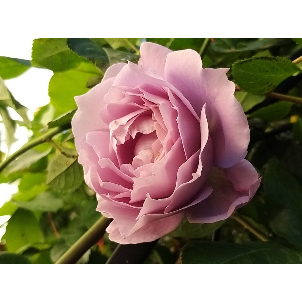 Rosa moderno Novalis