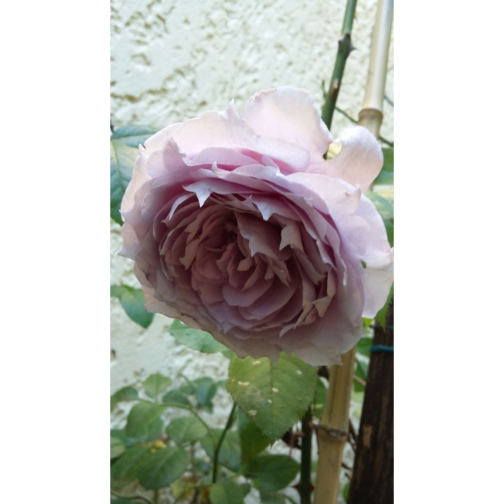 Rosa moderno Novalis